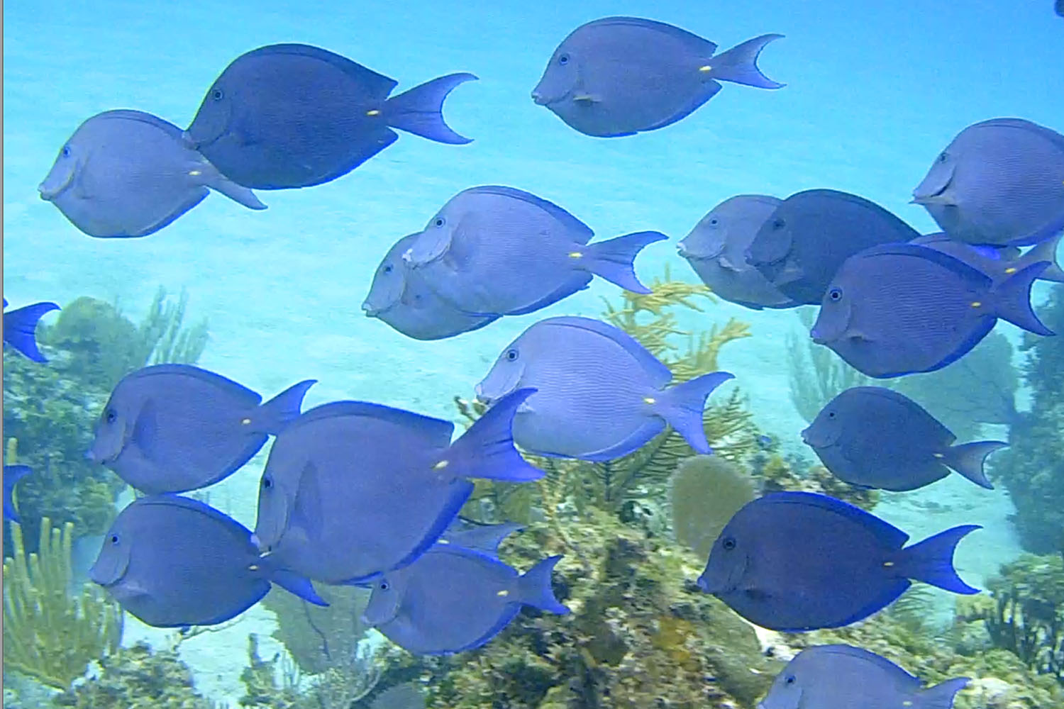 Snorkeling and Scuba Diving