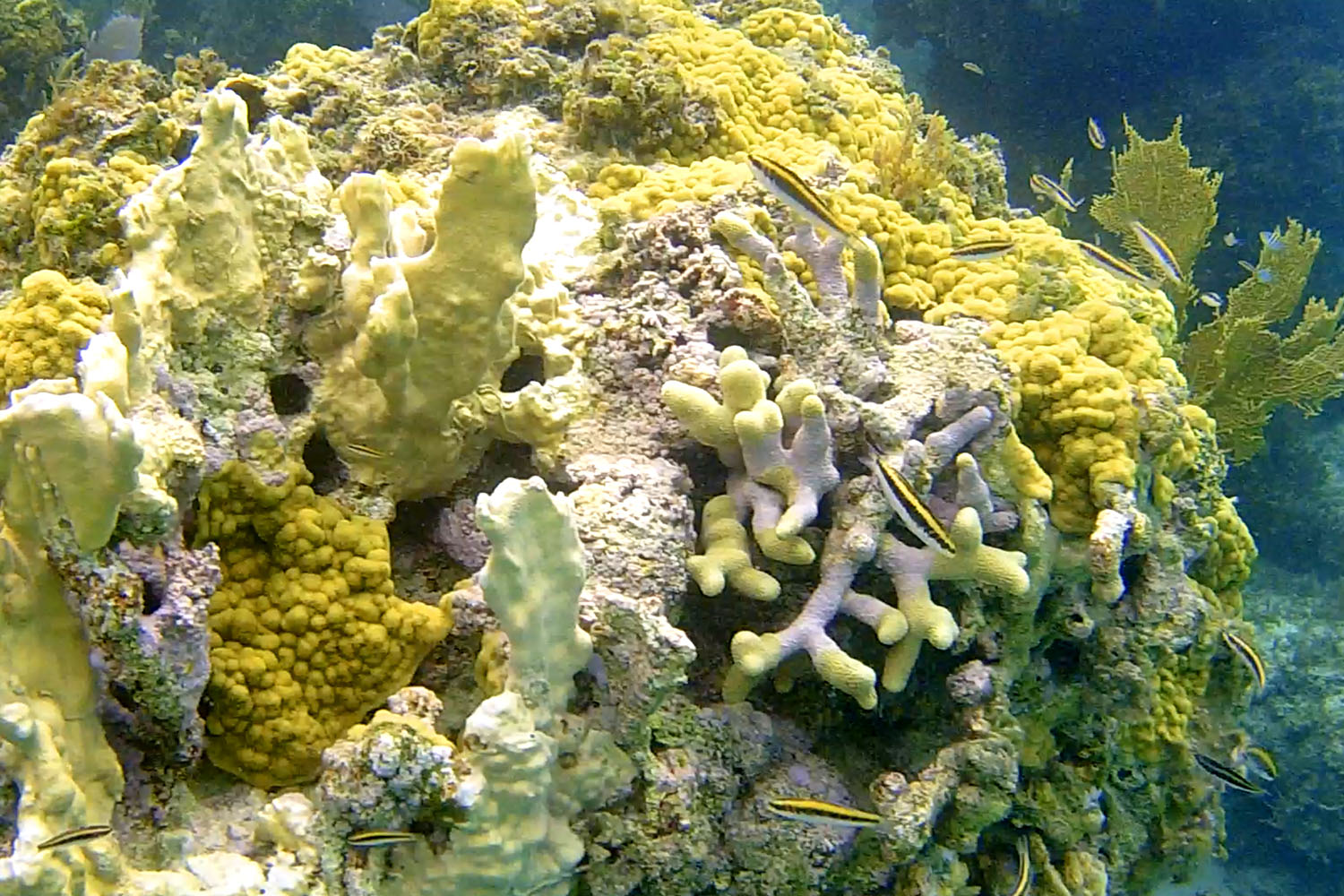 Coral Gardens